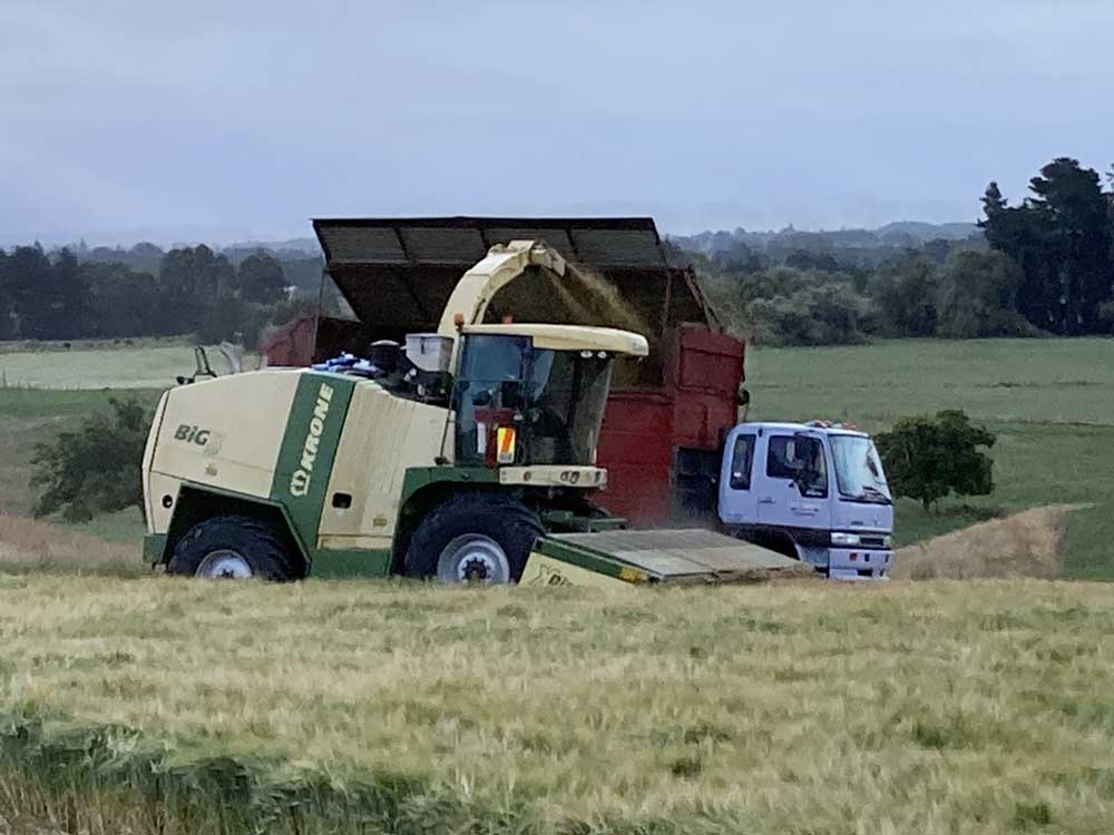 Whole Crop Sileage Tulloch Contracting Wairarapa